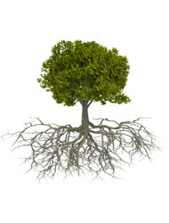 Drzewo z korzeniami.