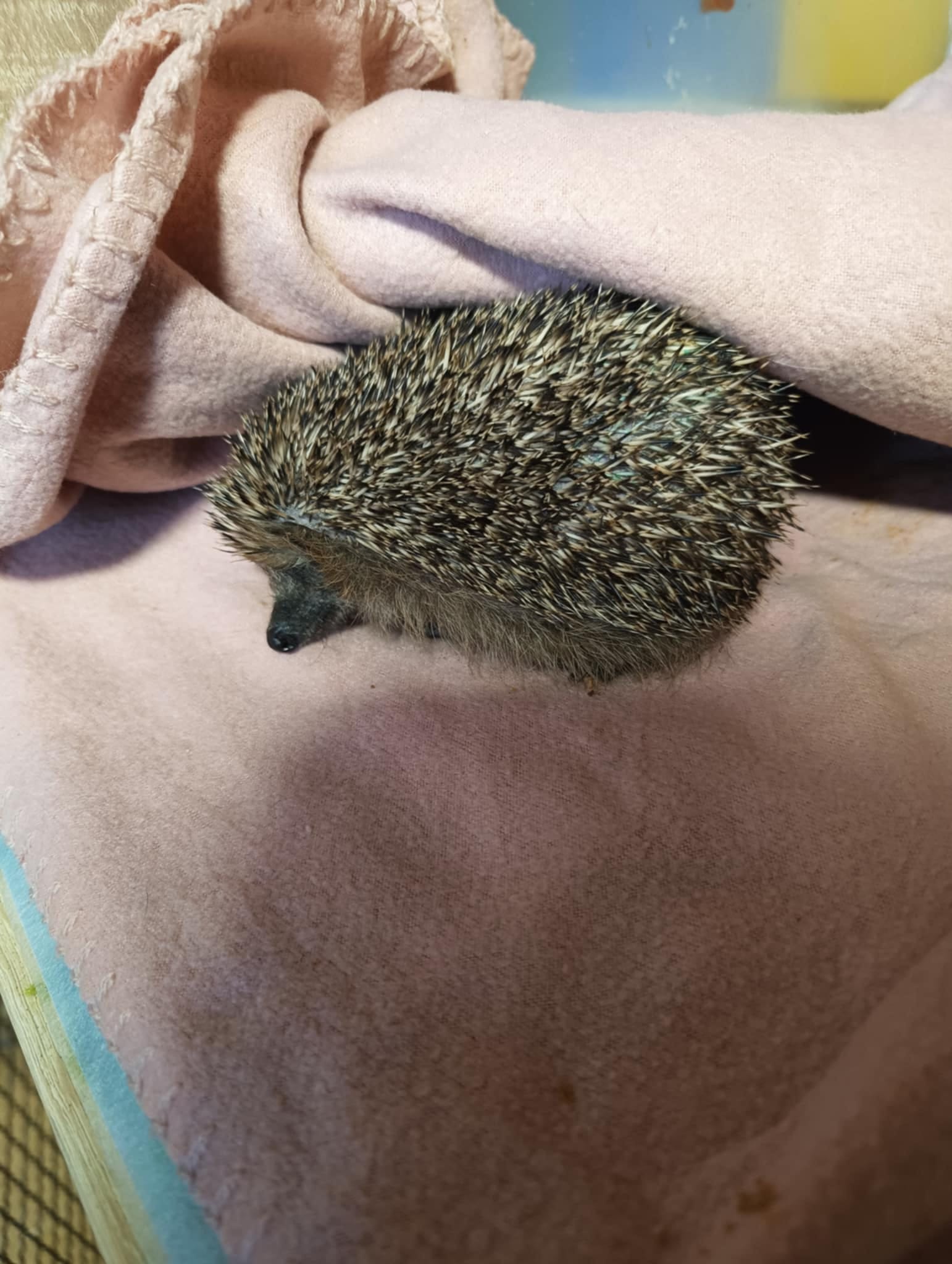 Jeż siedzi na kocu.