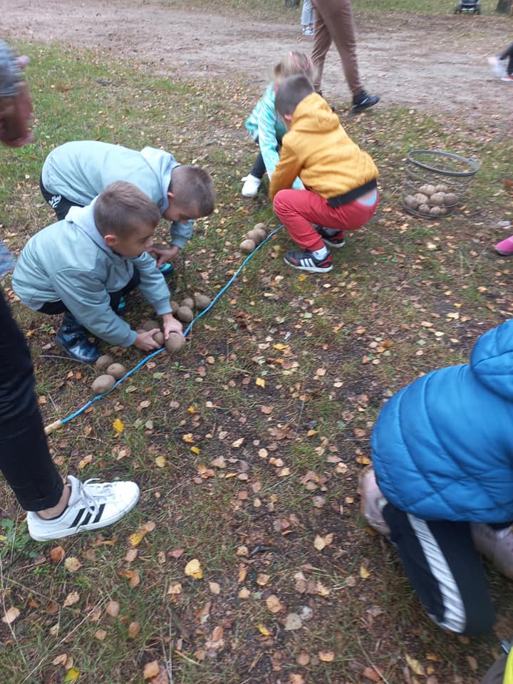 Dzieci układają ziemniaki w rzędzie.