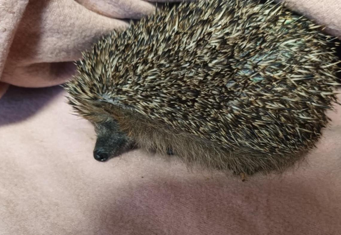 Jeż siedzi na kocu.