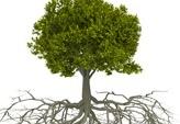 Rysunek drzewa z korzeniami.