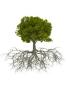 Rysunek drzewa z korzeniami.